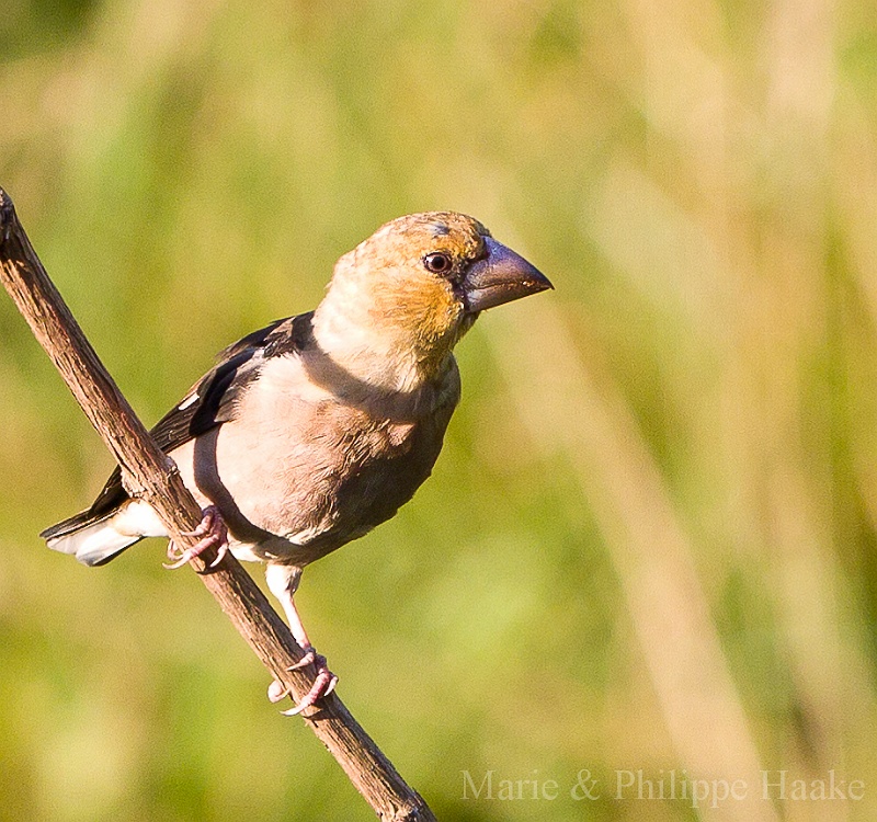 Grosbec 3127.jpg - Grosbec casse-noyaux - Hawfinch - Coccothraustes coccothraustes (Ermitage, Genève, Suisse)